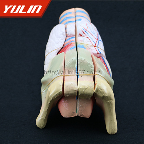 浙江标准全口牙模型