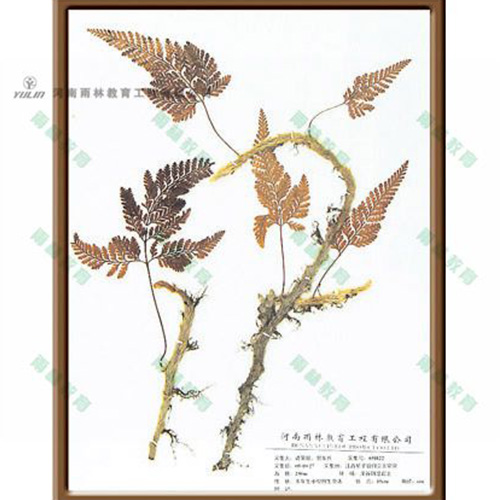 浙江植物学挂图
