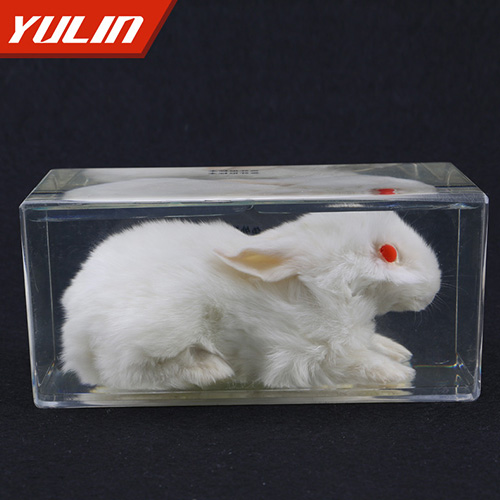 浙江兔外形包埋标本