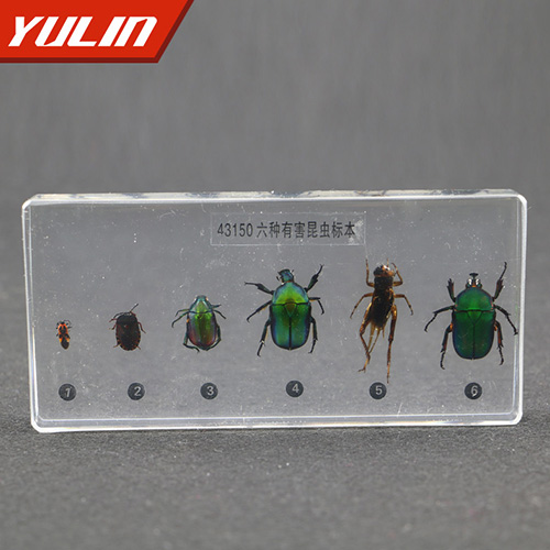 浙江有害昆虫包埋标本