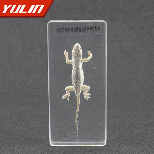 浙江爬行类动物包埋标本