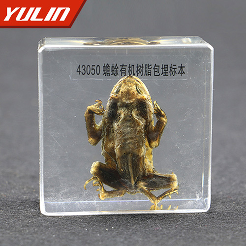 浙江蟾蜍包埋标本