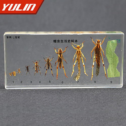 浙江蝗虫生活史包埋标本