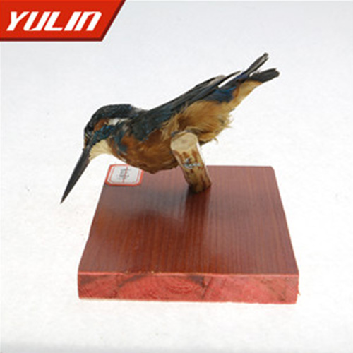 浙江普通翠鸟标本