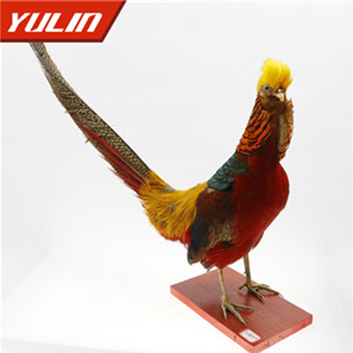 浙江红腹锦鸡标本