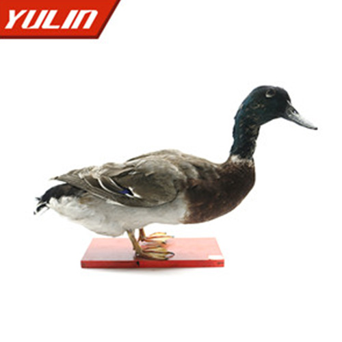 浙江绿头鸭标本