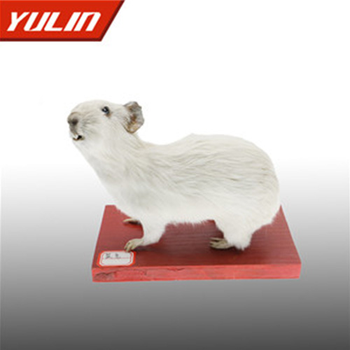 浙江鼠兔标本