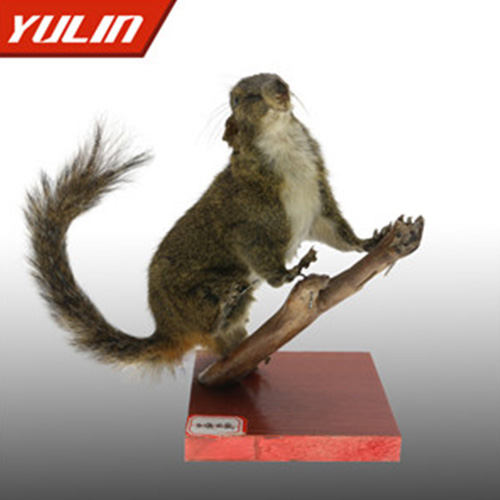 浙江红腹松鼠标本