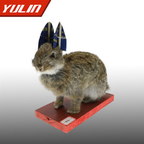 浙江草兔标本