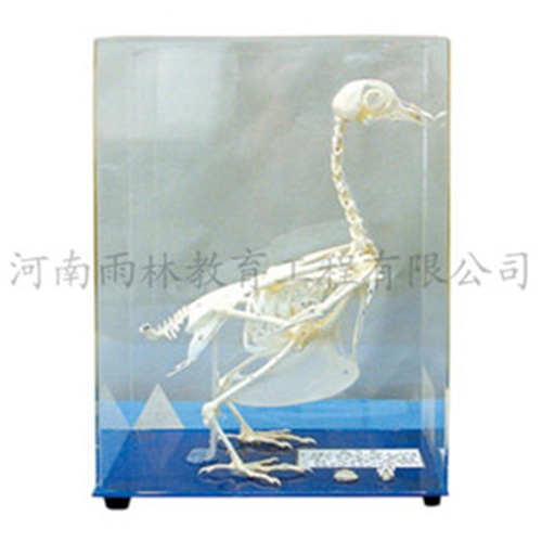 浙江鸽骨骼标本