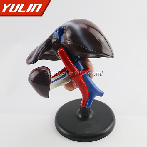 浙江肝、十二指肠、胰脏模型