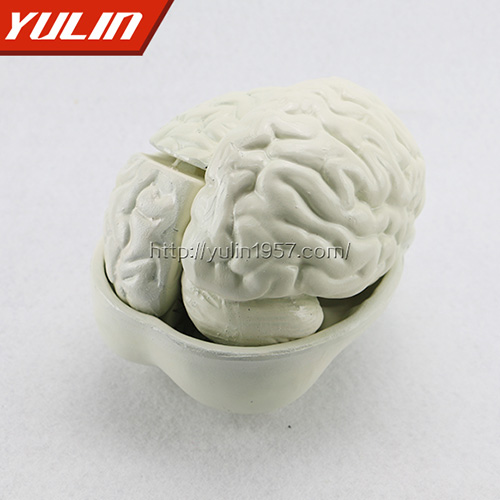 浙江脑解剖模型