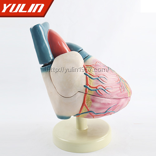 浙江心脏解剖模型