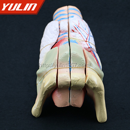 浙江喉解剖模型