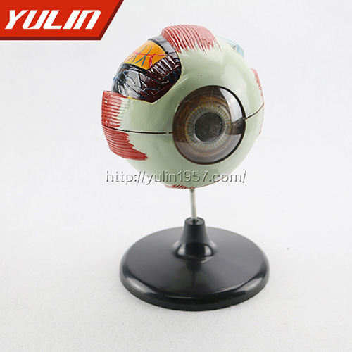 浙江眼构造模型