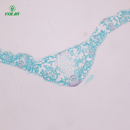 浙江植物生物学叶及叶的变态生物玻片