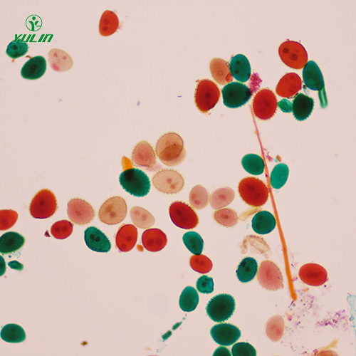 浙江植物生物学花及花的生长生物玻片
