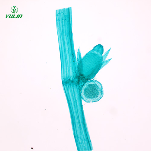 浙江植物生物学藻类植物生物玻片