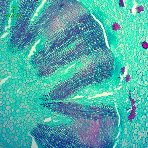 浙江常见药用植物根及根茎生物玻片