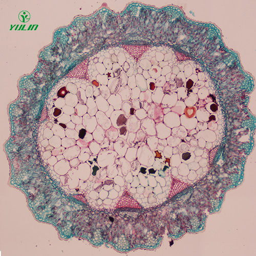 浙江常见中药茎木类生物玻片