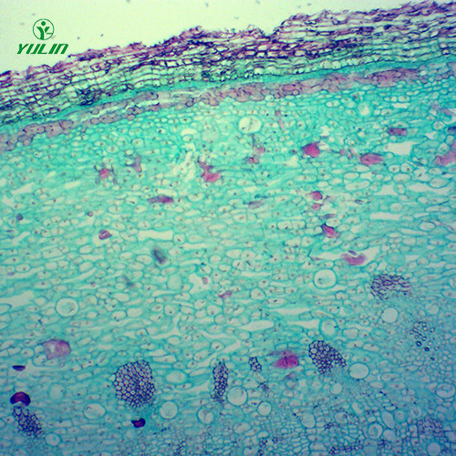 浙江中药植物皮类显微实验玻片