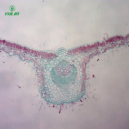 浙江中药植物叶类显微实验玻片