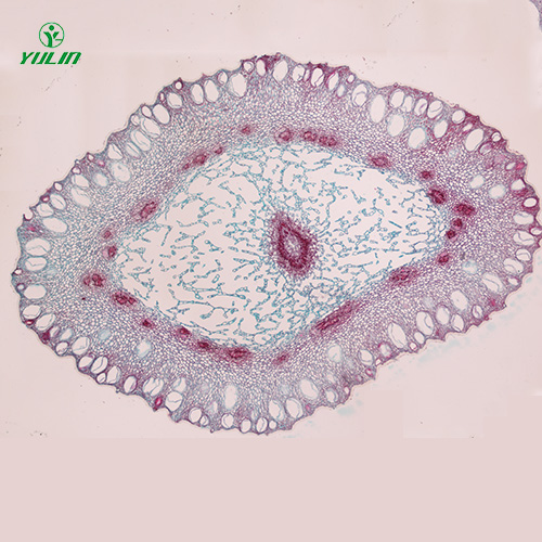 浙江中药植物花类显微实验玻片