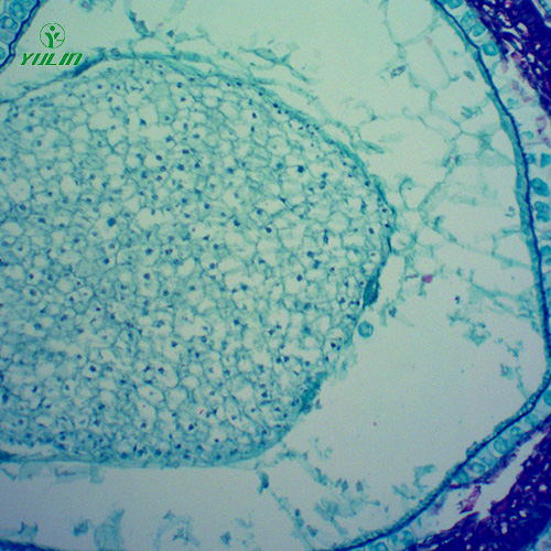 浙江中药植物果实、种子类显微玻片