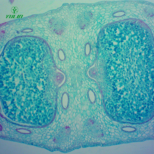 浙江中药植物胚及果实类生物纤维玻片