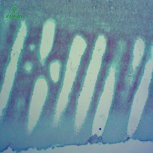 浙江常见中药植物菌、藻类生物玻片