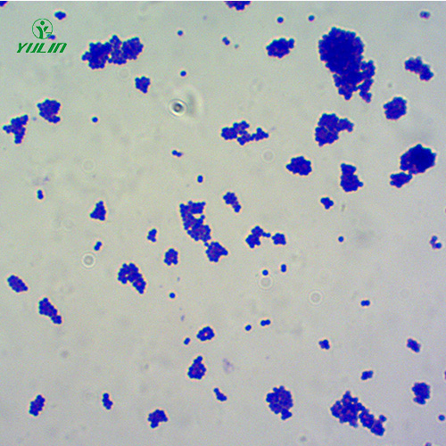 浙江金黄色葡萄球菌菌种