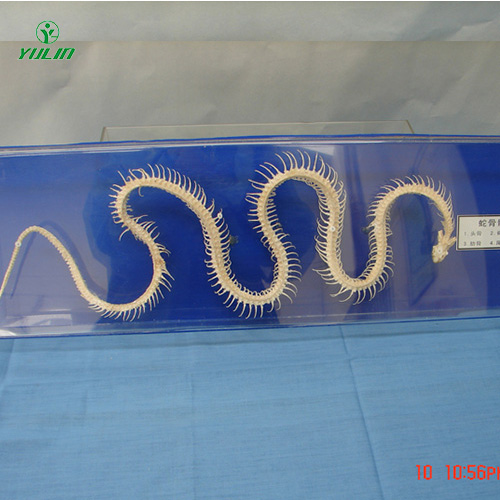 浙江蛇骨骼标本