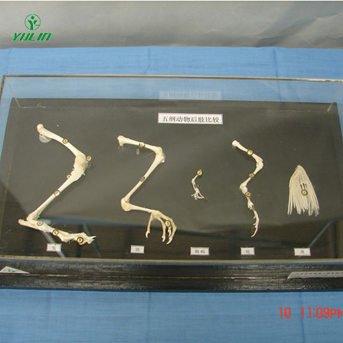浙江五纲动物后肢比较