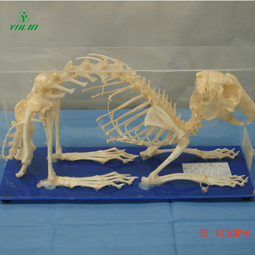 浙江兔骨骼包埋标本