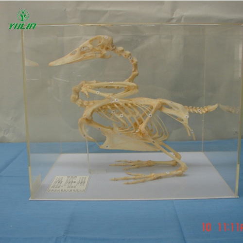 浙江鸭骨骼包埋标本
