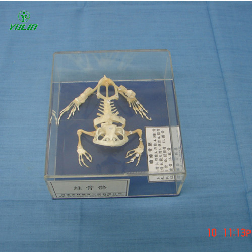 浙江蛙骨骼包埋标本