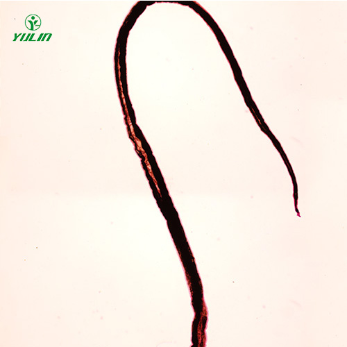 浙江血吸虫雄虫装片