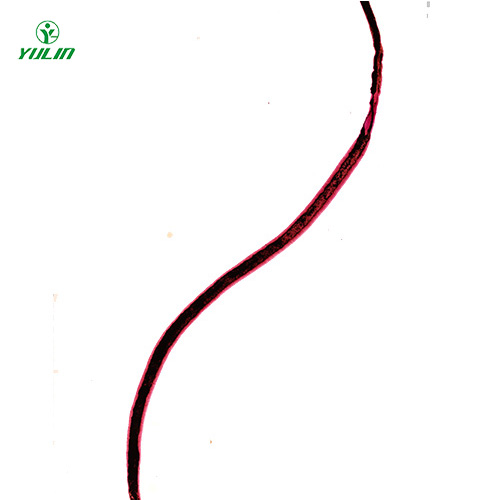 浙江血吸虫雌虫装片