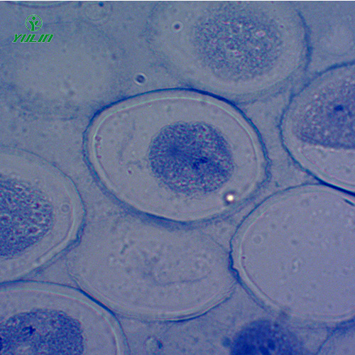 浙江细胞及遗传学生物实验玻片标本