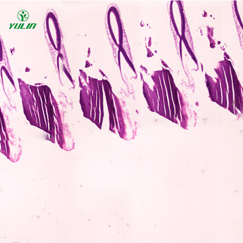 浙江动物胚胎学生物显微切片