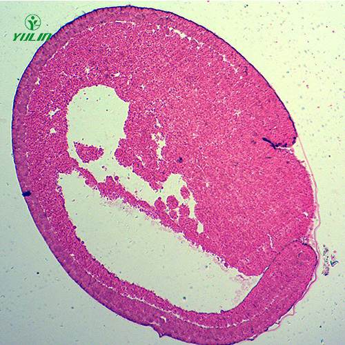 浙江蛙胚胎发育时期切片