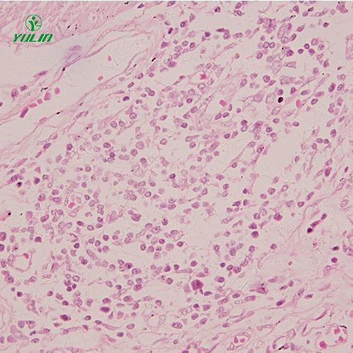 浙江组织学感觉器官显微玻片