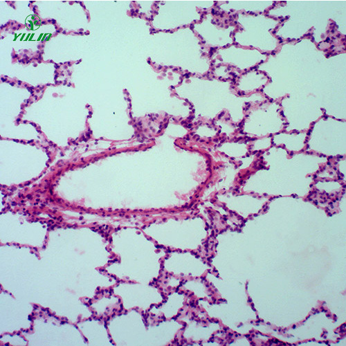 浙江组织学呼吸系统显微玻片