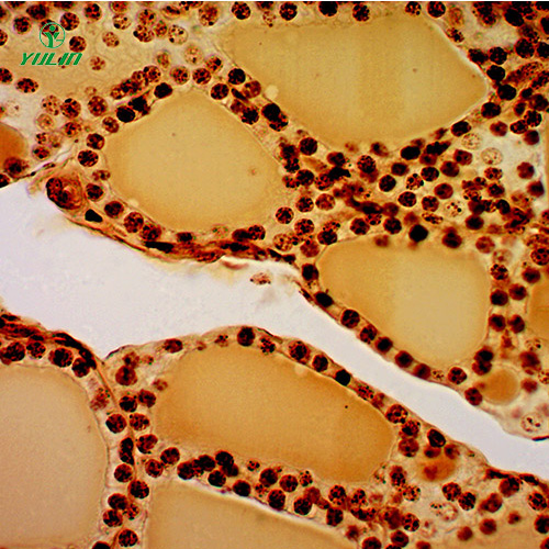 浙江组织学内分泌系统显微玻片