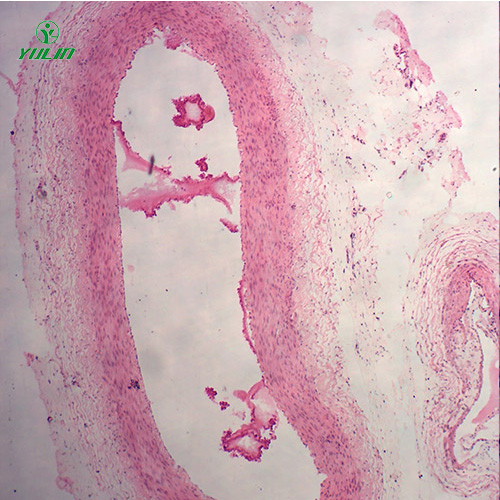 浙江组织学循环系统显微玻片