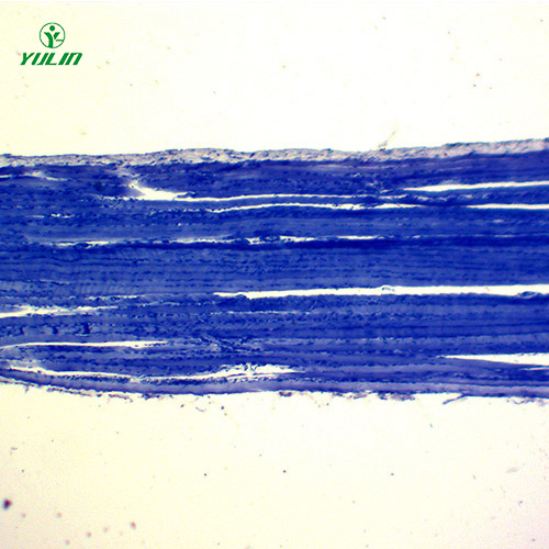 浙江组织学肌肉组织生物切片