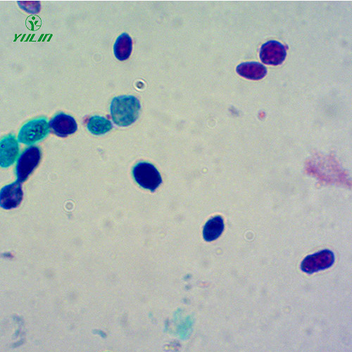 浙江酵母菌生物切片