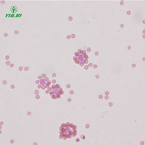 浙江免疫学生物实验玻片标本