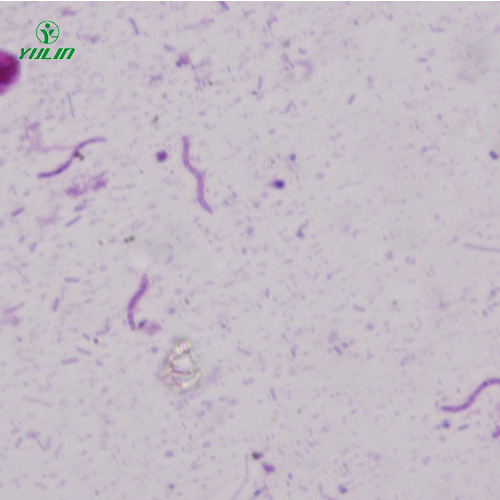 浙江螺旋菌生物显微实验标本片