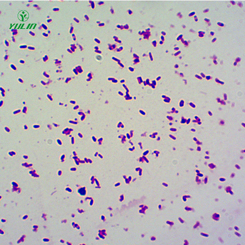 浙江杆菌生物显微实验玻片
